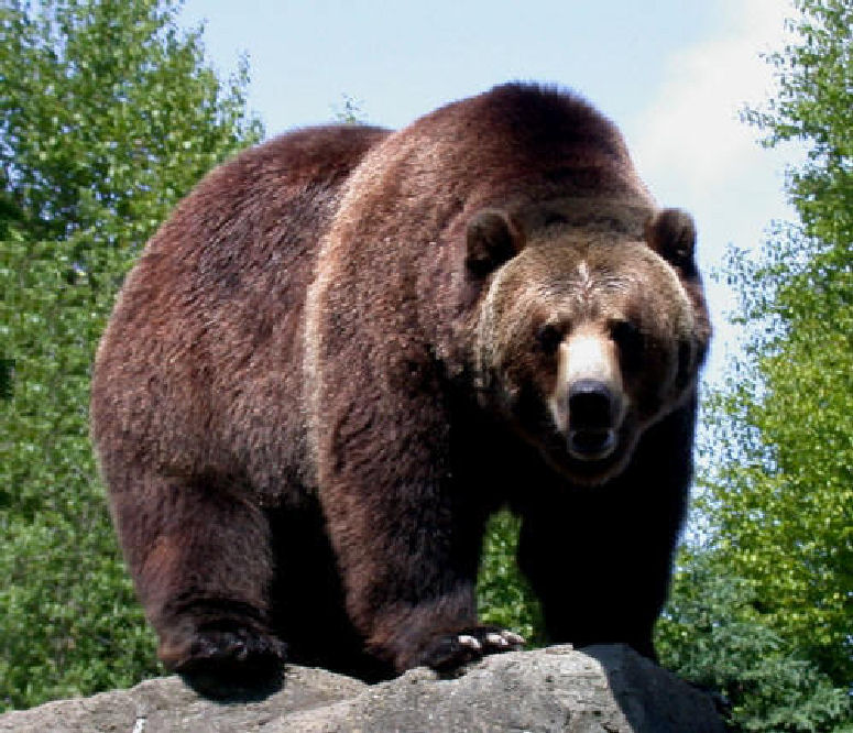big bears