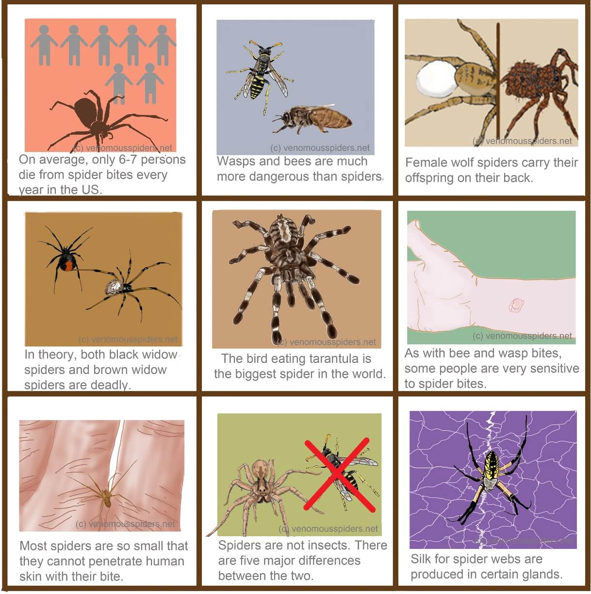 All About Poisonous Spiders